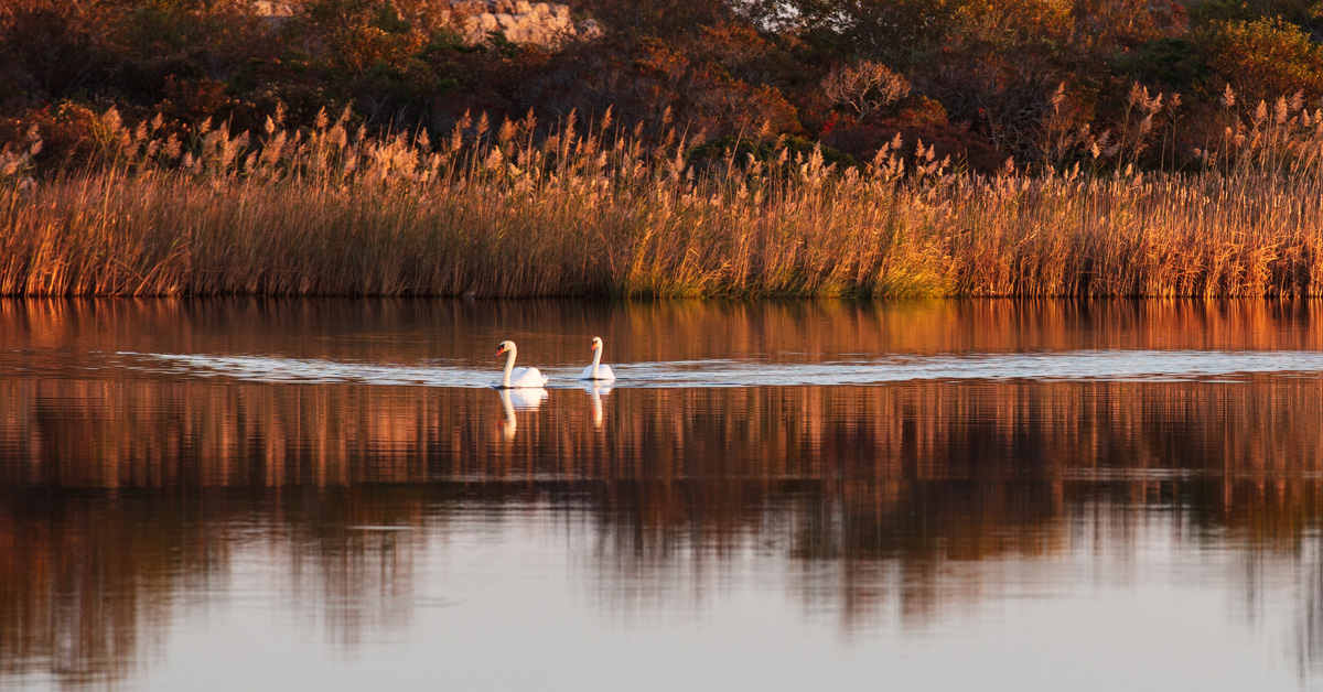 Cart – Shutterbug Training
