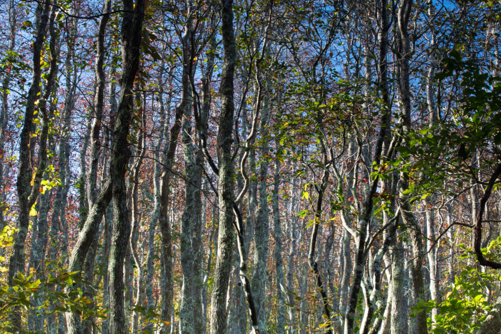 Nantucket Island — Landscape Photography — Shutterbug Training
