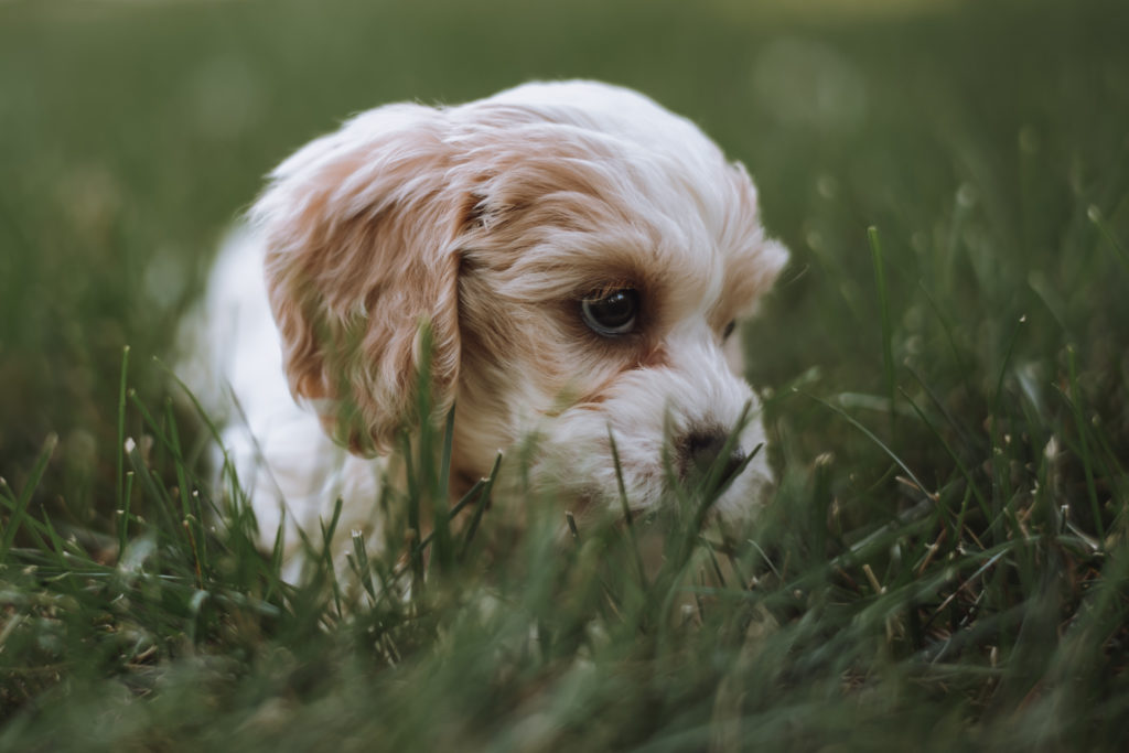 Pet Portrait Photography — Shutterbug Training
