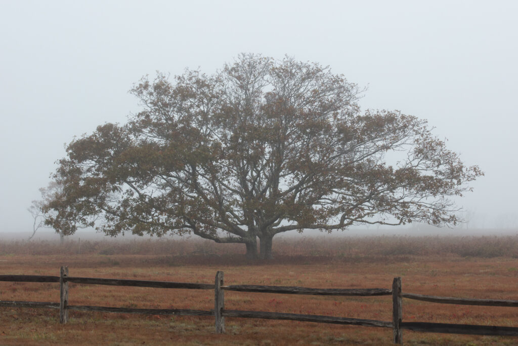 An Introduction to White Balance in Photography