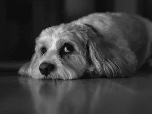 Digital Image and Photo Editing Classes by Shutterbug Training